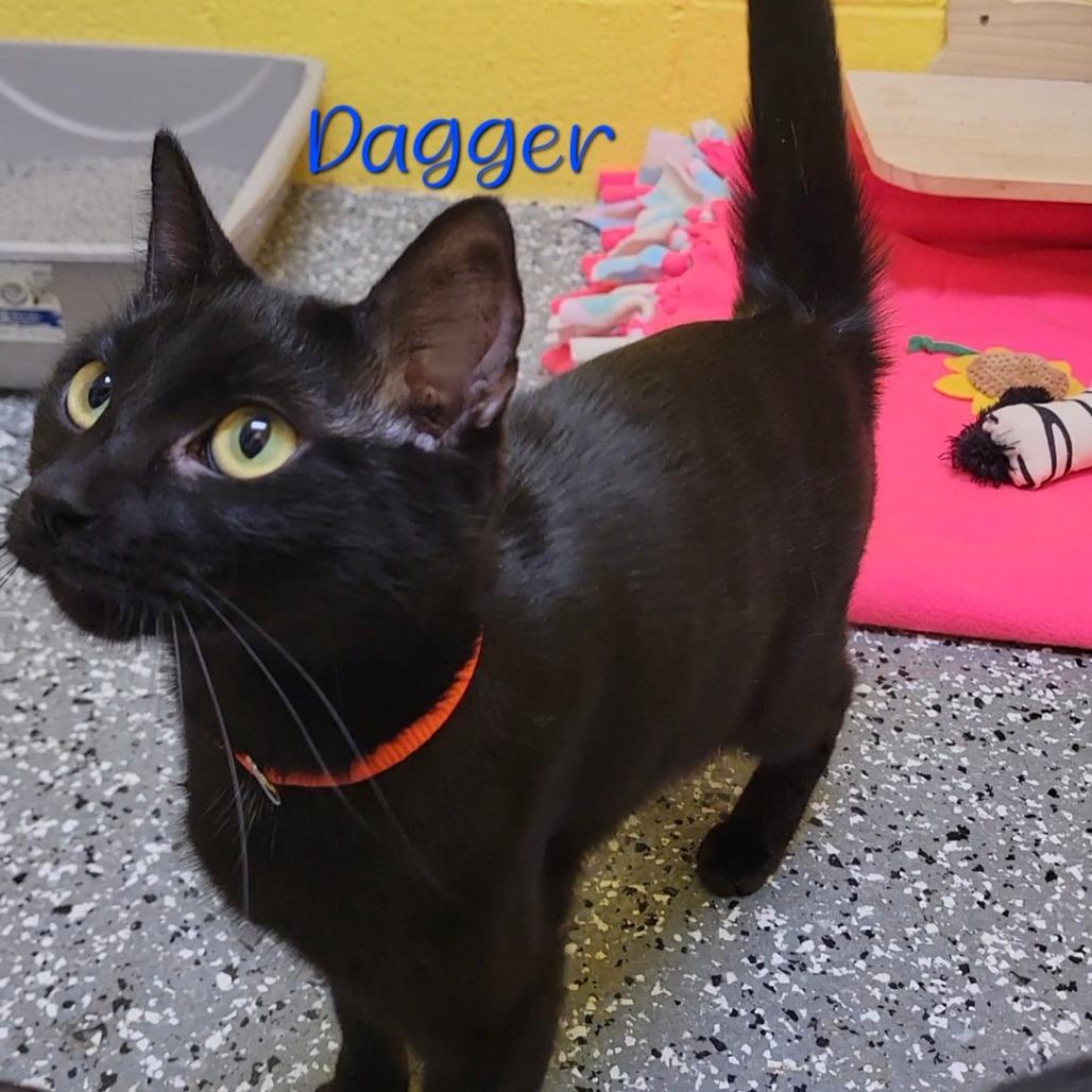 Enlarge Dagger, a Adoptable Domestic Short Hair in Parkersburg, WV image 3/6