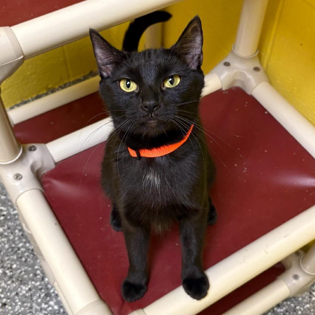 Enlarge Dagger, a Adoptable Domestic Short Hair in Parkersburg, WV image 4/6