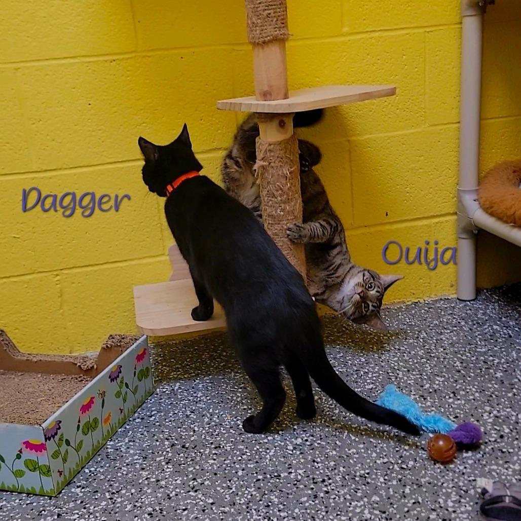 Enlarge Dagger, a Adoptable Domestic Short Hair in Parkersburg, WV image 5/6