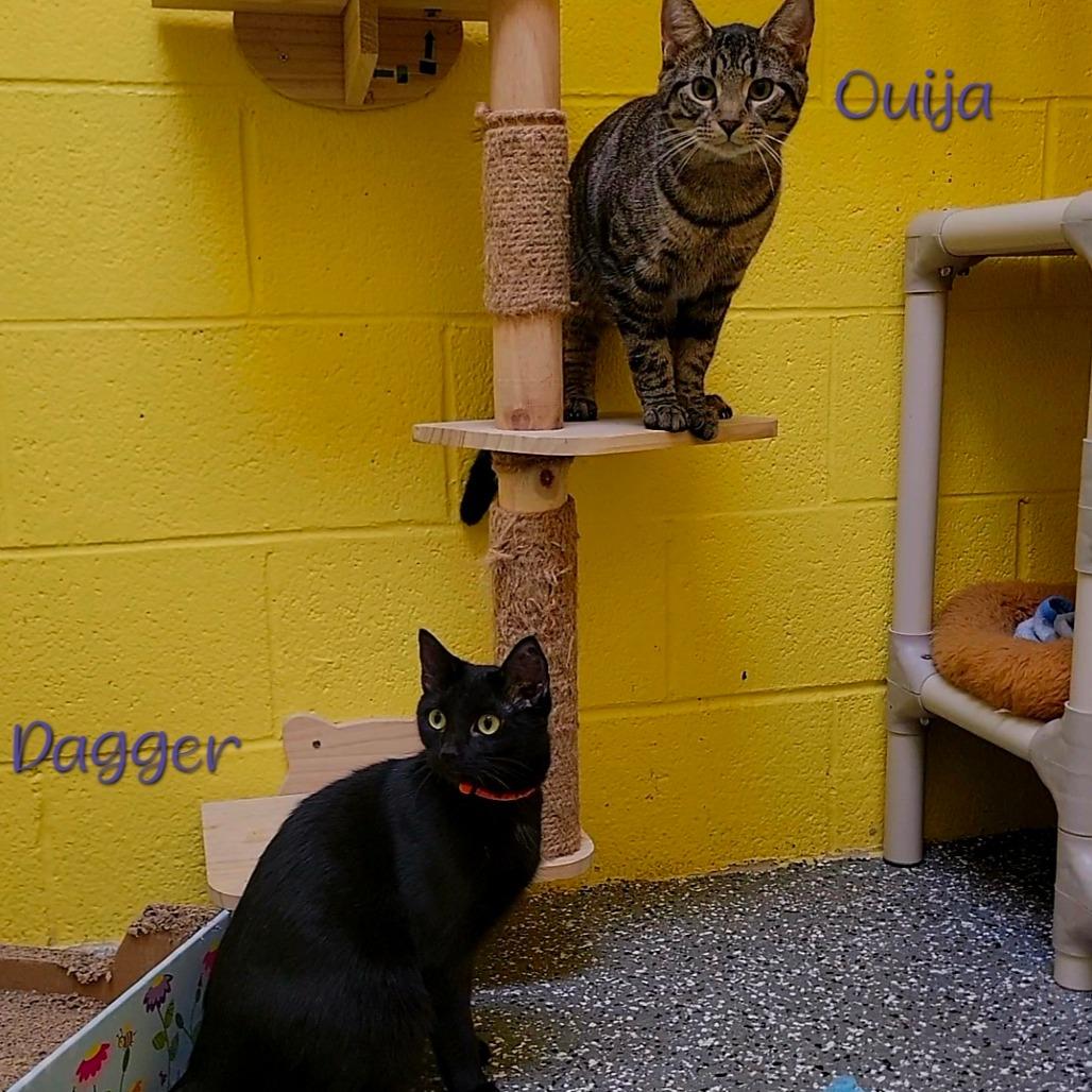 Enlarge Dagger, a Adoptable Domestic Short Hair in Parkersburg, WV image 6/6