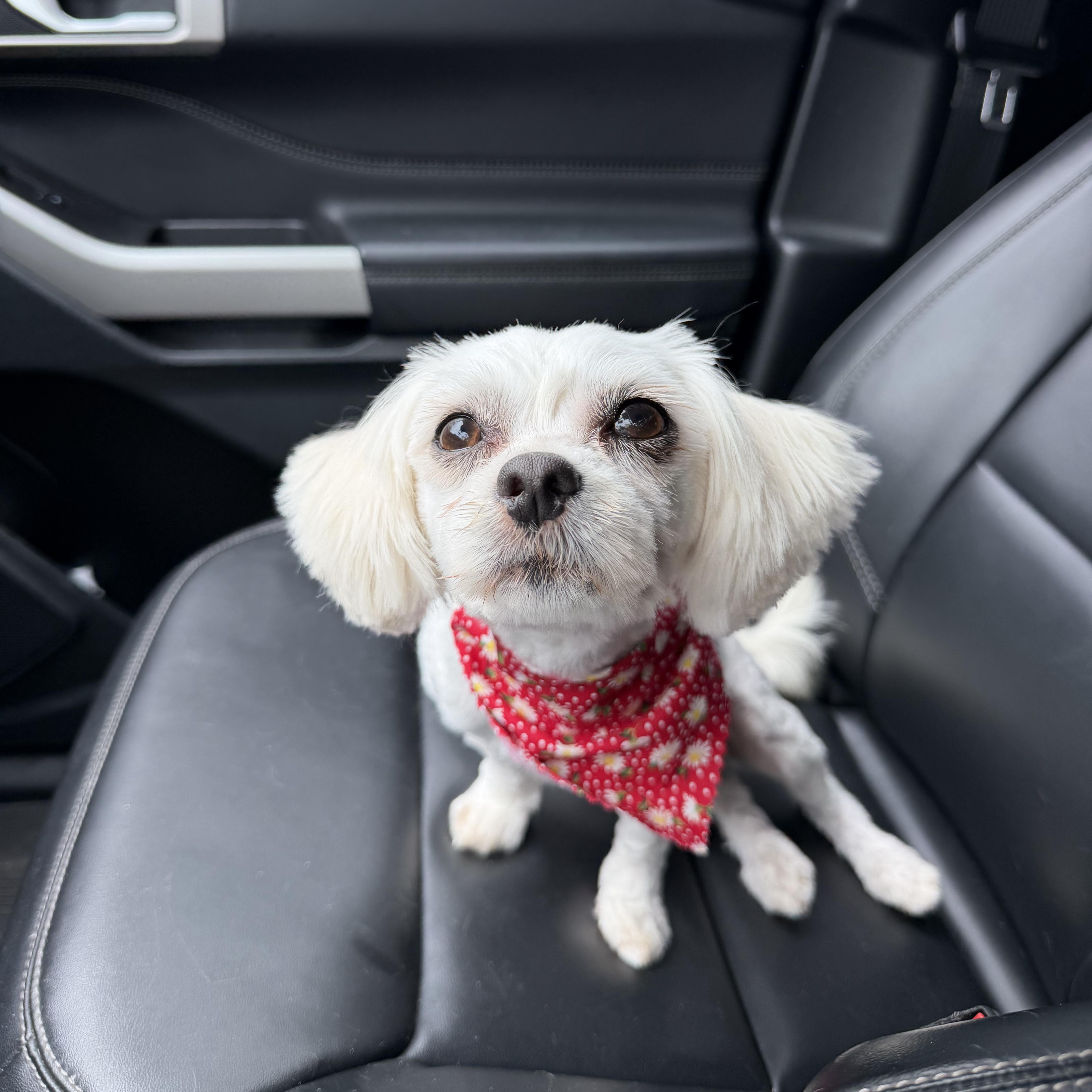 Mimi, adopted, Young Female Maltese.
