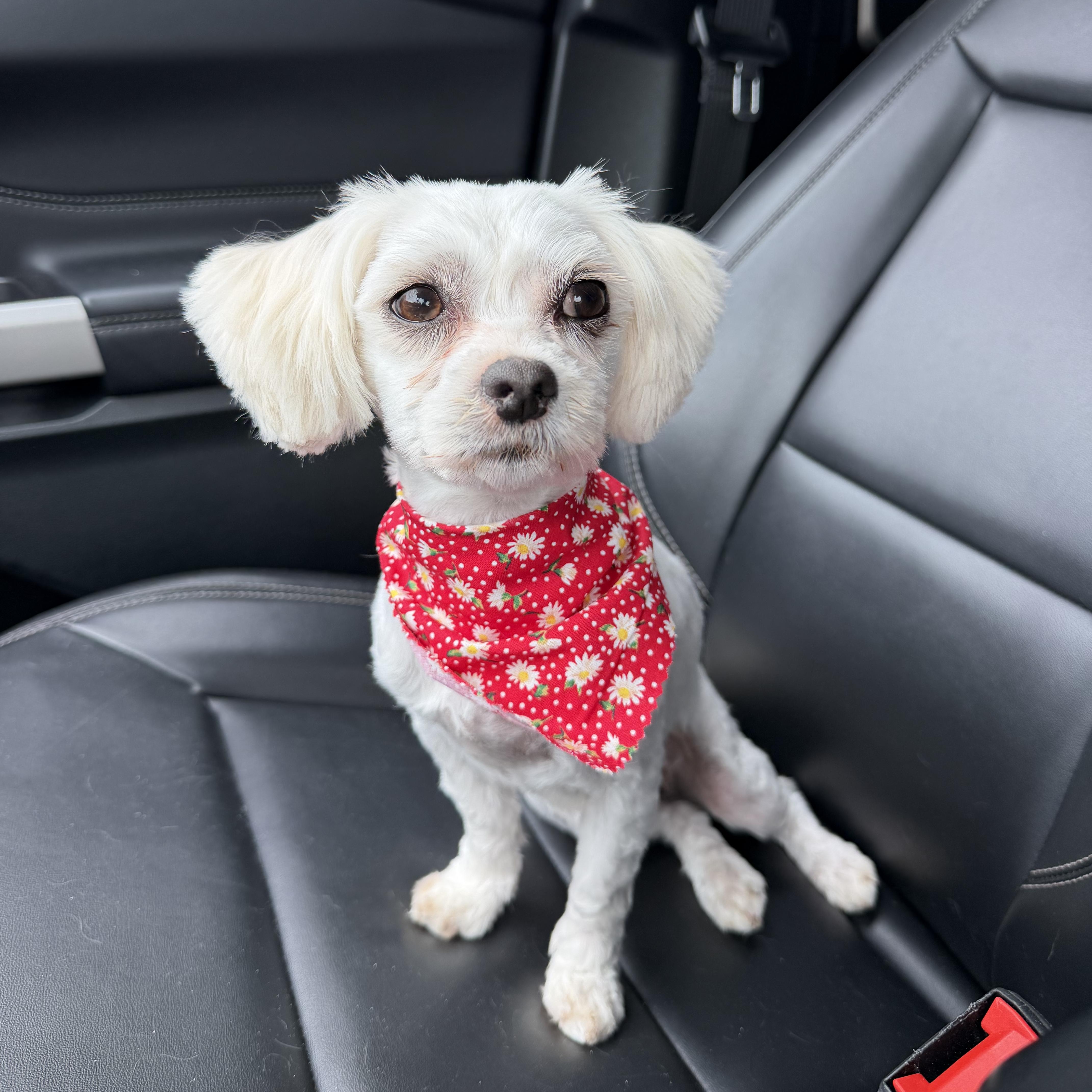 Enlarge Mimi, an adopted mixed breed in Newark, NJ image 2/3