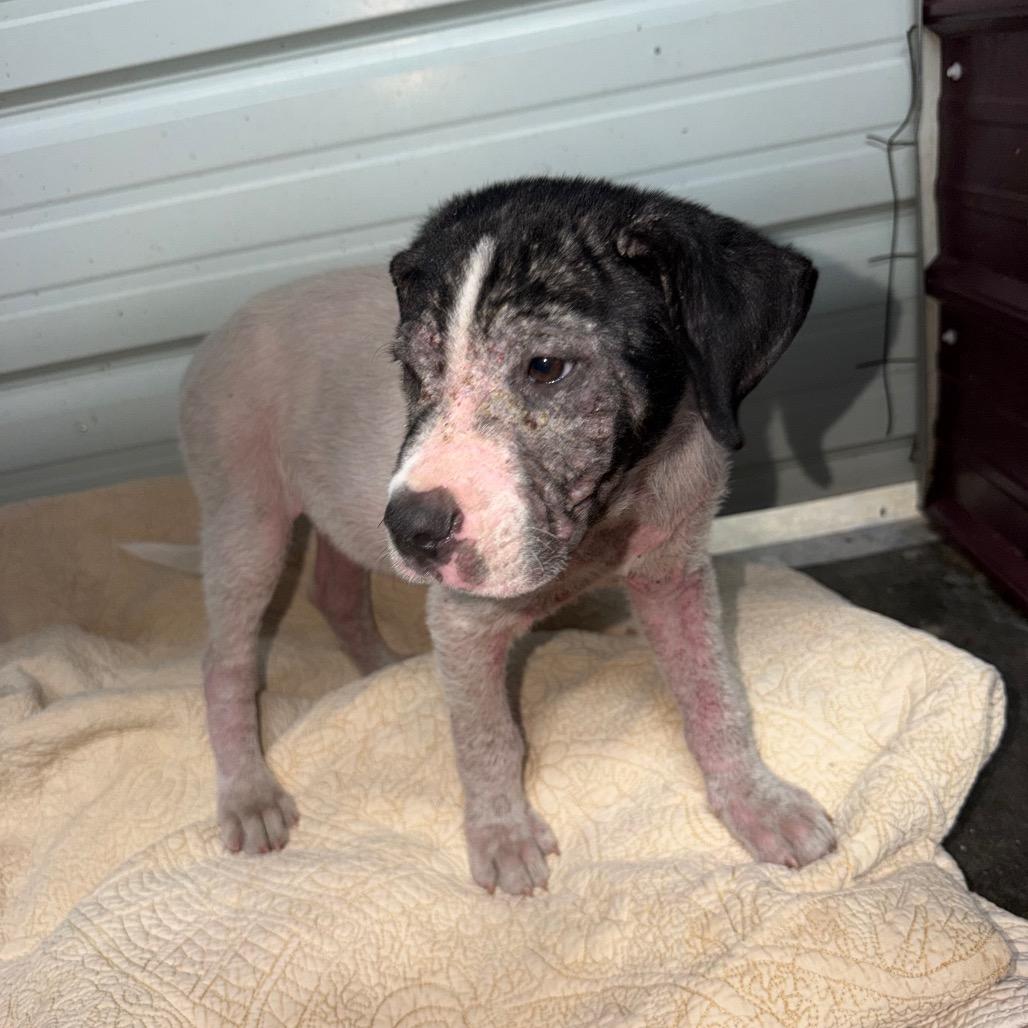 Enlarge snoopy, a Adoptable Pit Bull Terrier in Princeton, KY image 1/1