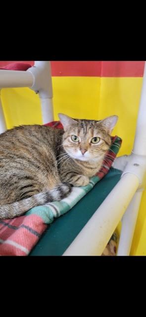 Enlarge Lil Bit!, a Adoptable Domestic Short Hair in Owensboro, KY image 1/4