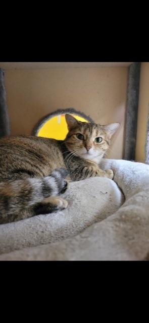 Enlarge Lil Bit!, a Adoptable Domestic Short Hair in Owensboro, KY image 2/4