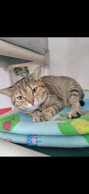 Enlarge Lil Bit!, a Adoptable Domestic Short Hair in Owensboro, KY image 3/4