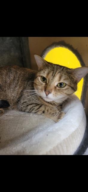 Enlarge Lil Bit!, a Adoptable Domestic Short Hair in Owensboro, KY image 4/4