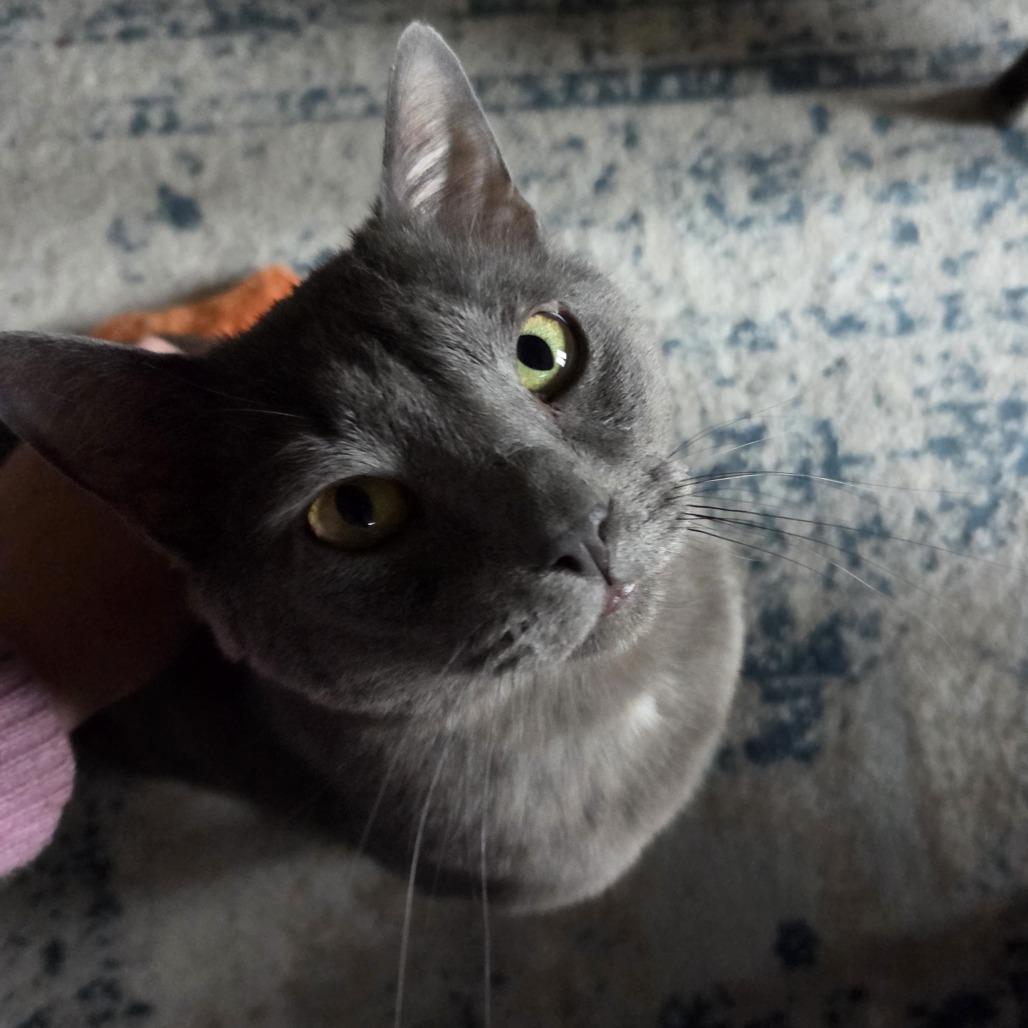 Osvaldo, Adoptable, Adult Male Domestic Short Hair.