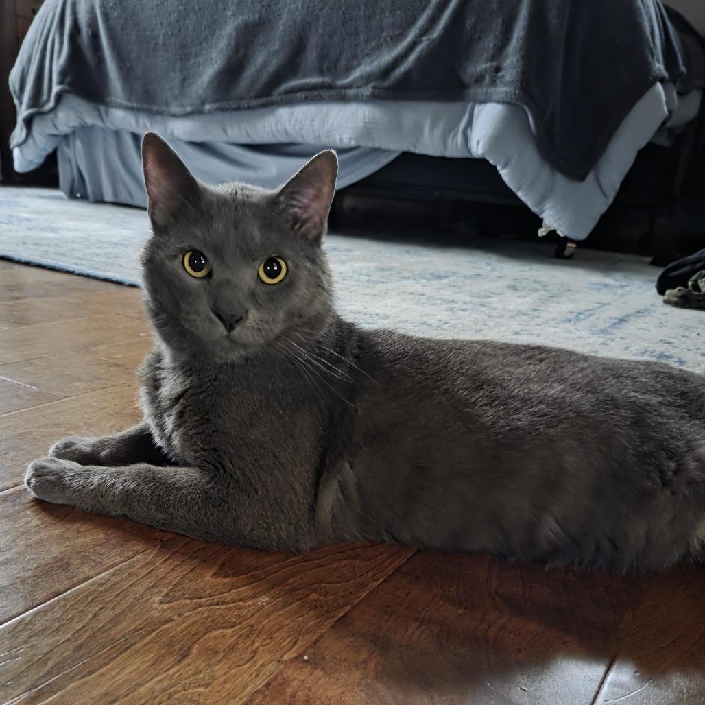 Osvaldo, a Adoptable Domestic Short Hair in Chaska, MN image 2/6