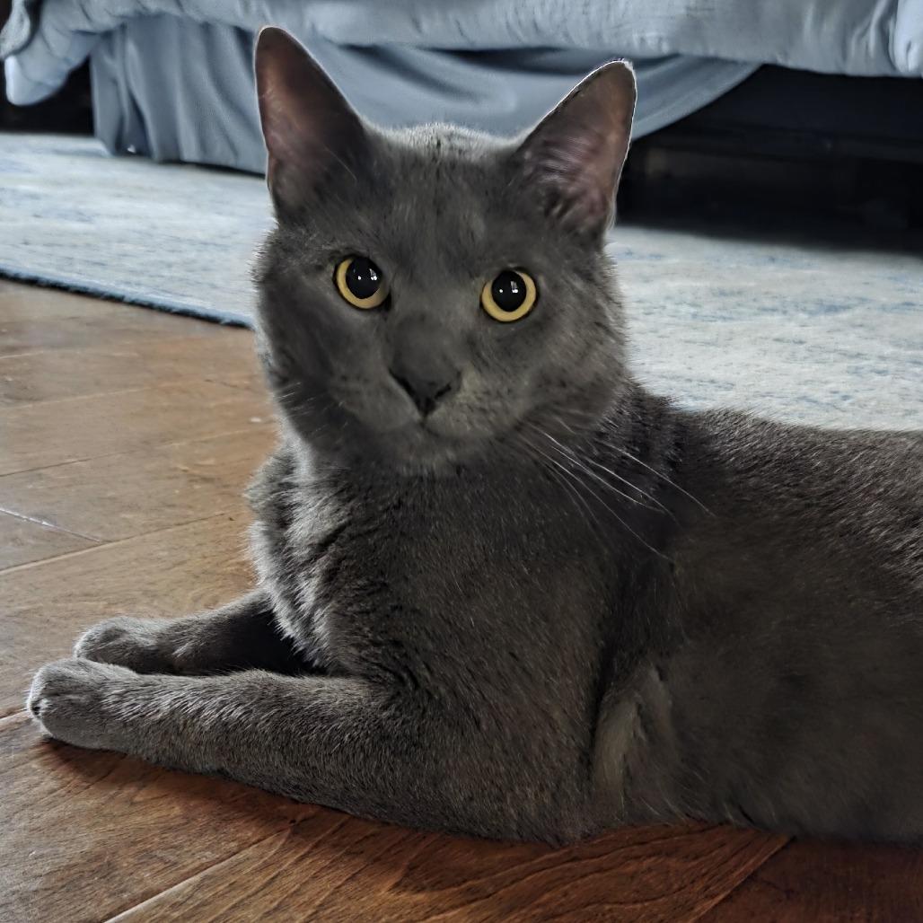 Osvaldo, a Adoptable Domestic Short Hair in Chaska, MN image 3/6