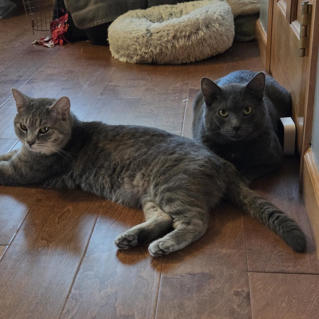 Osvaldo, a Adoptable Domestic Short Hair in Chaska, MN image 4/6