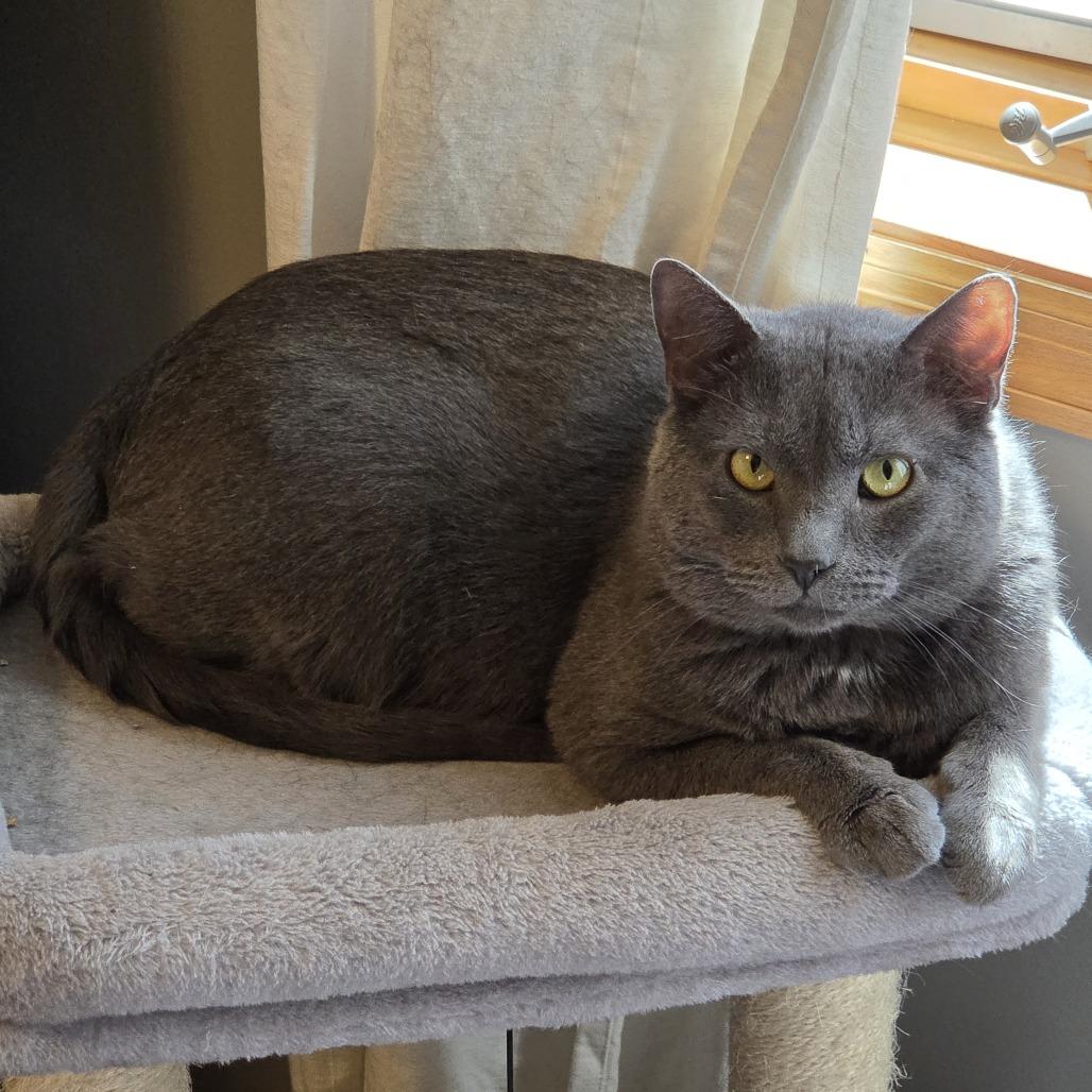 Osvaldo, a Adoptable Domestic Short Hair in Chaska, MN image 5/6
