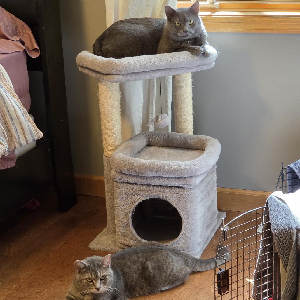 Osvaldo, a Adoptable Domestic Short Hair in Chaska, MN image 6/6