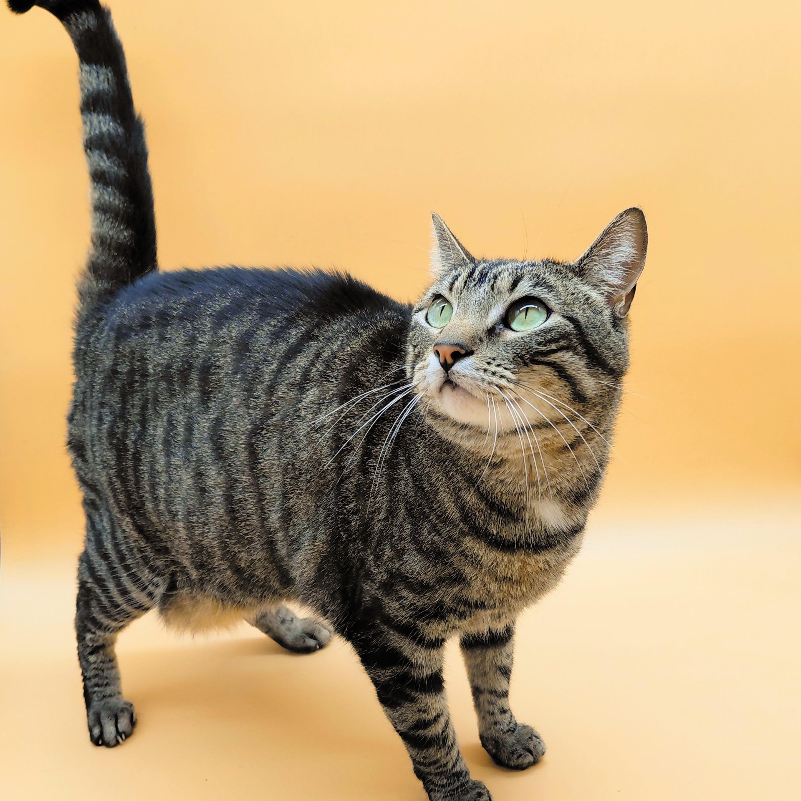 Vita Nova — thumbnail 2