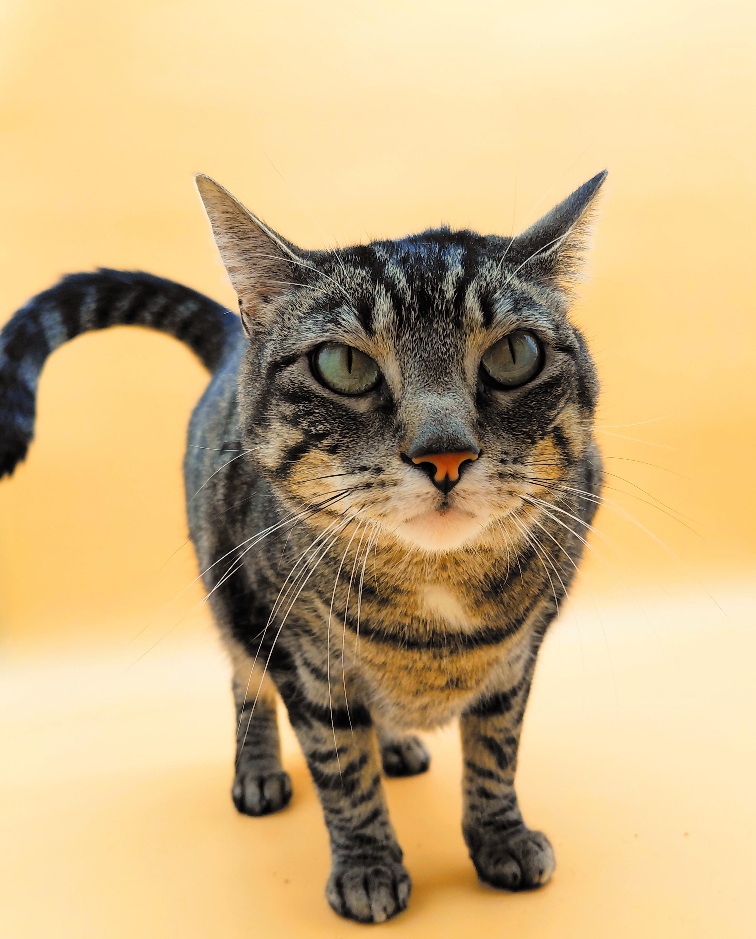 Vita Nova — thumbnail 3