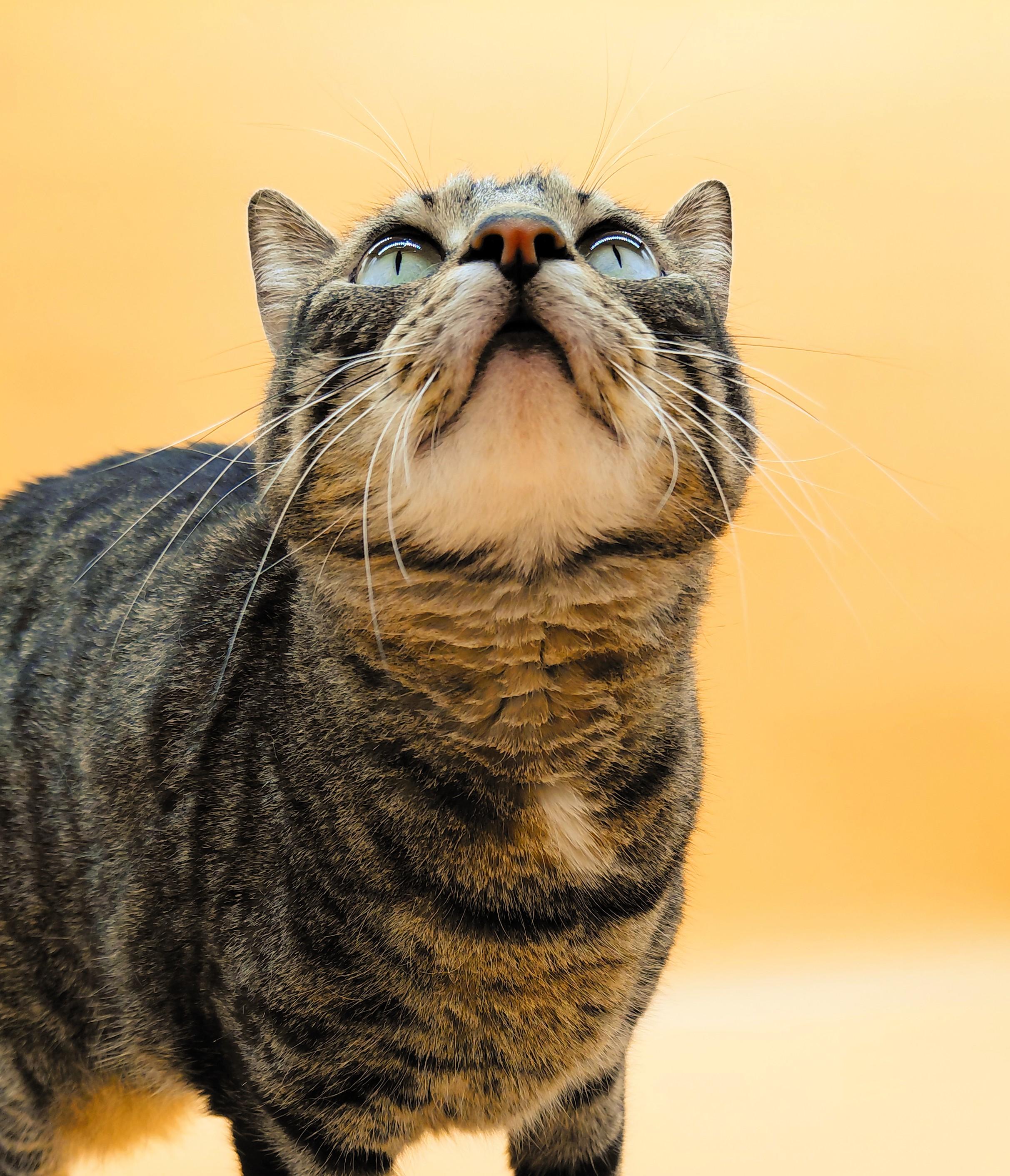 Vita Nova — thumbnail 5