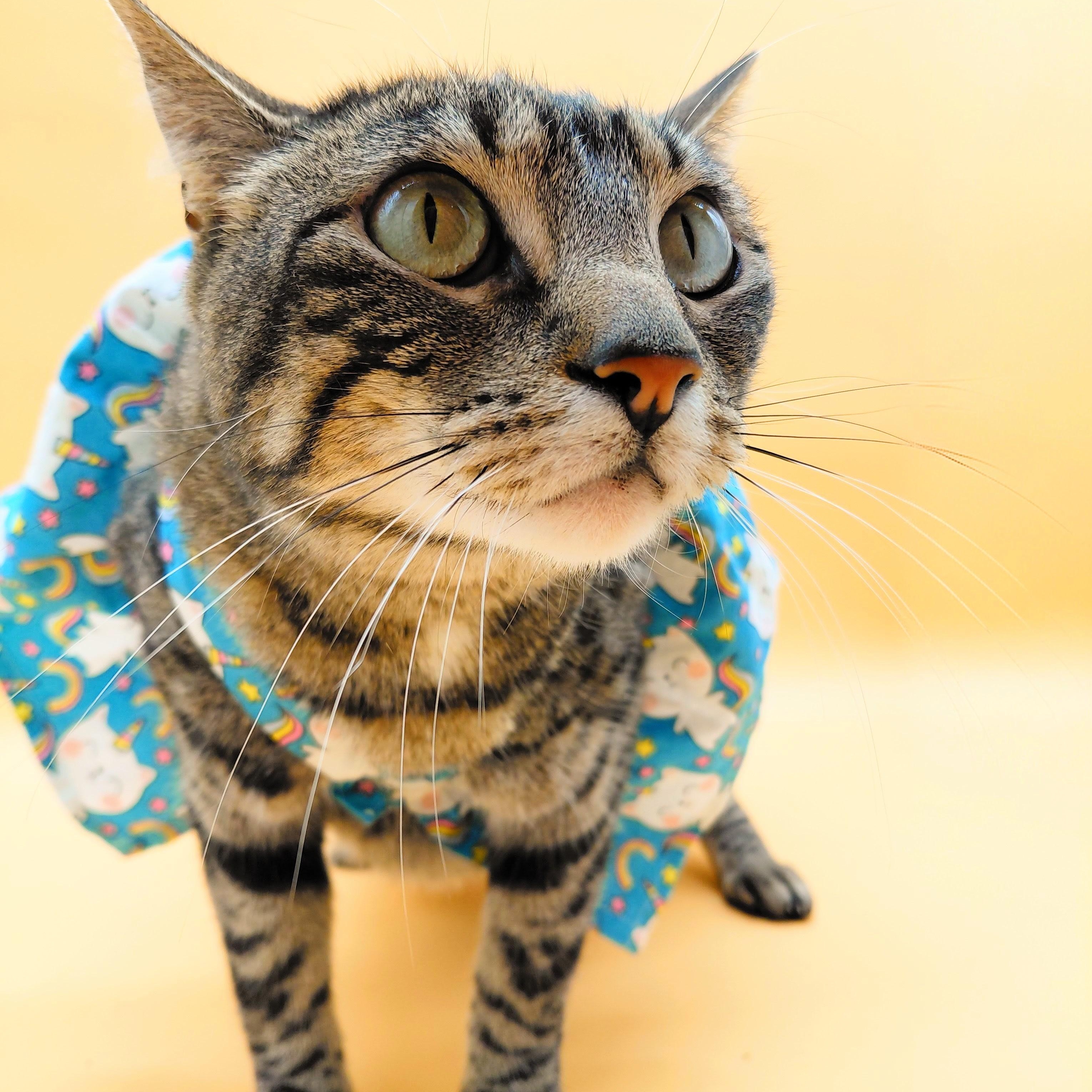 Vita Nova — thumbnail 6