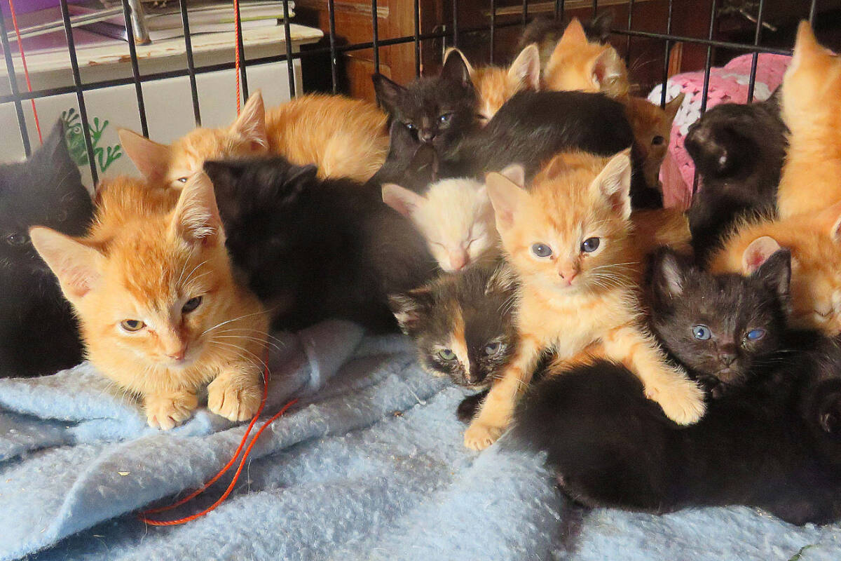 KITTENS,  males & females, too many to upload separately!, adoptable, Kitten Male Domestic Short Hair.