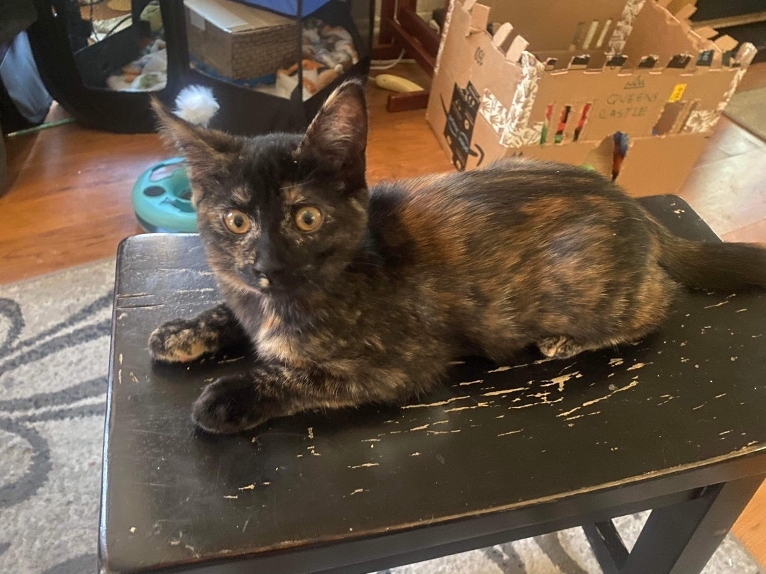 MONICA, a Adoptable mixed breed in Palmdale, CA image 6/9