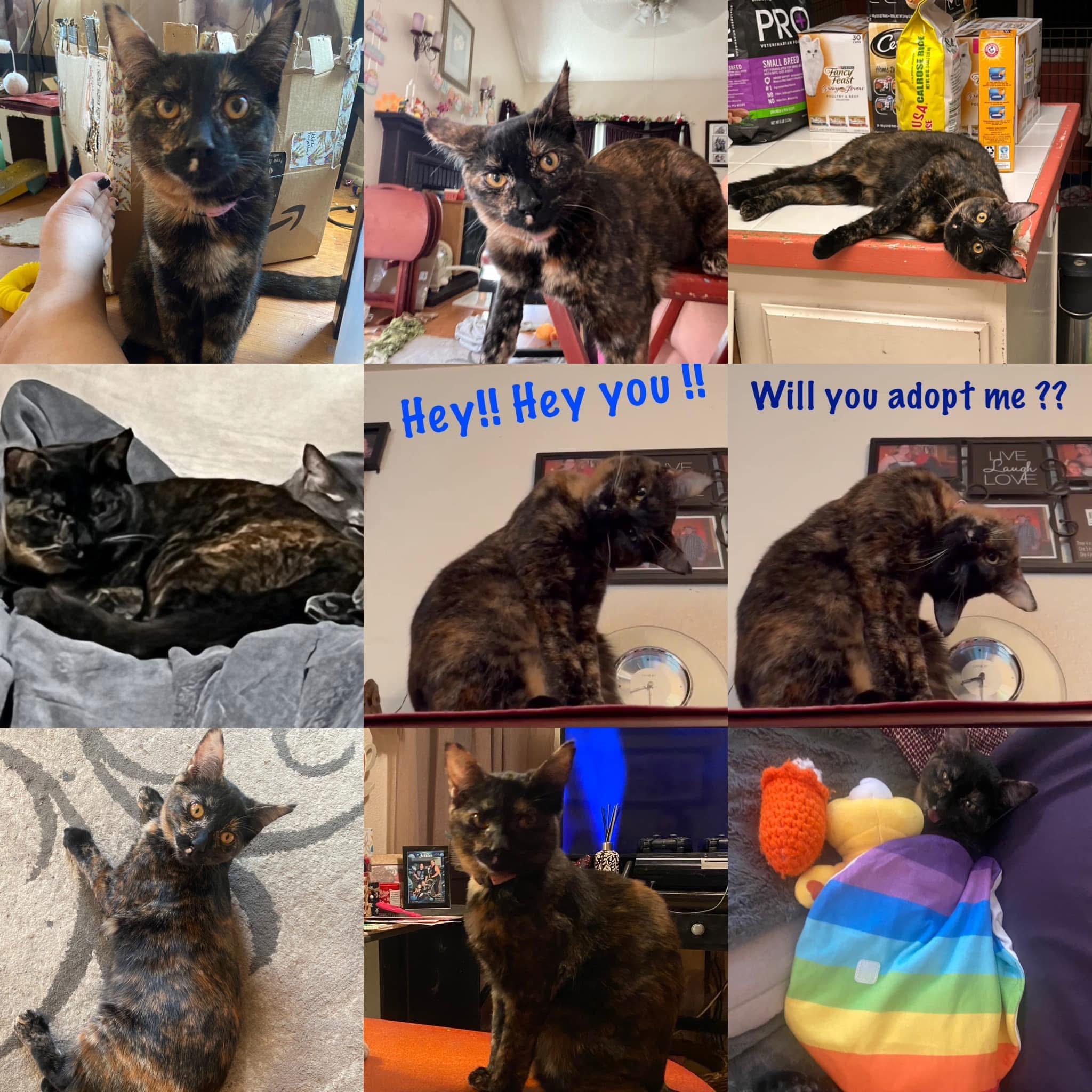 Enlarge MONICA Office Asst , a Adoptable mixed breed in Palmdale, CA image 1/6