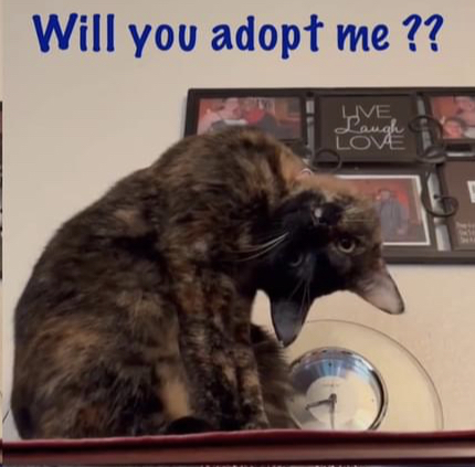 MONICA, a Adoptable mixed breed in Palmdale, CA image 5/9