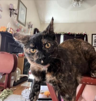 MONICA, a Adoptable mixed breed in Palmdale, CA image 1/9