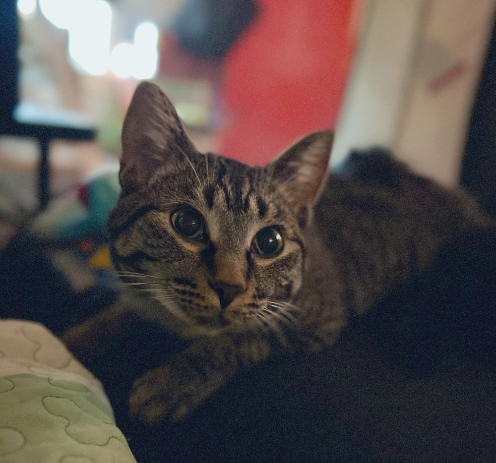 Enlarge Rita, a Adoptable Domestic Short Hair in Ferndale, MI image 1/6