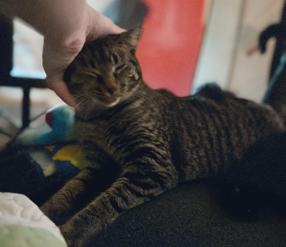 Enlarge Rita, a Adoptable Domestic Short Hair in Ferndale, MI image 2/6