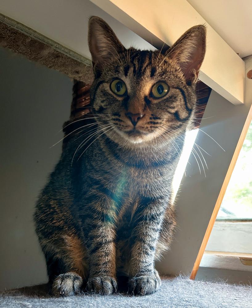 Enlarge Rita, a Adoptable Domestic Short Hair in Ferndale, MI image 4/6