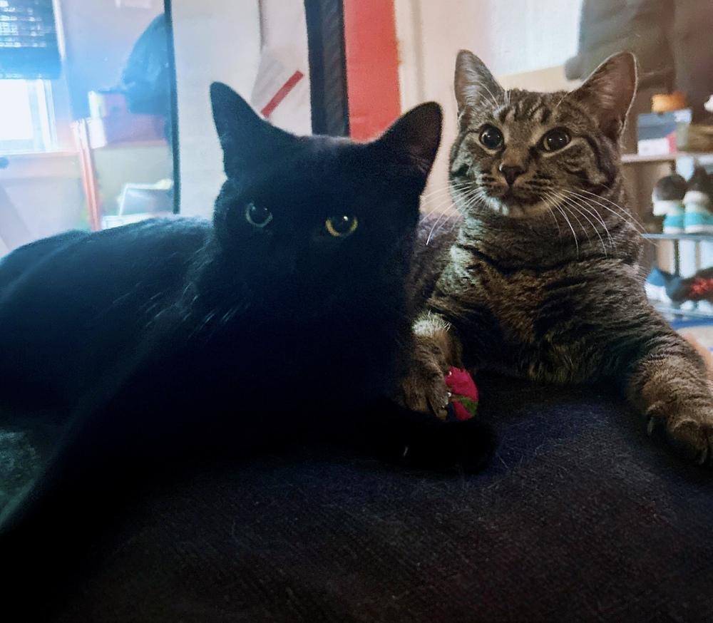 Enlarge Rita, a Adoptable Domestic Short Hair in Ferndale, MI image 5/6