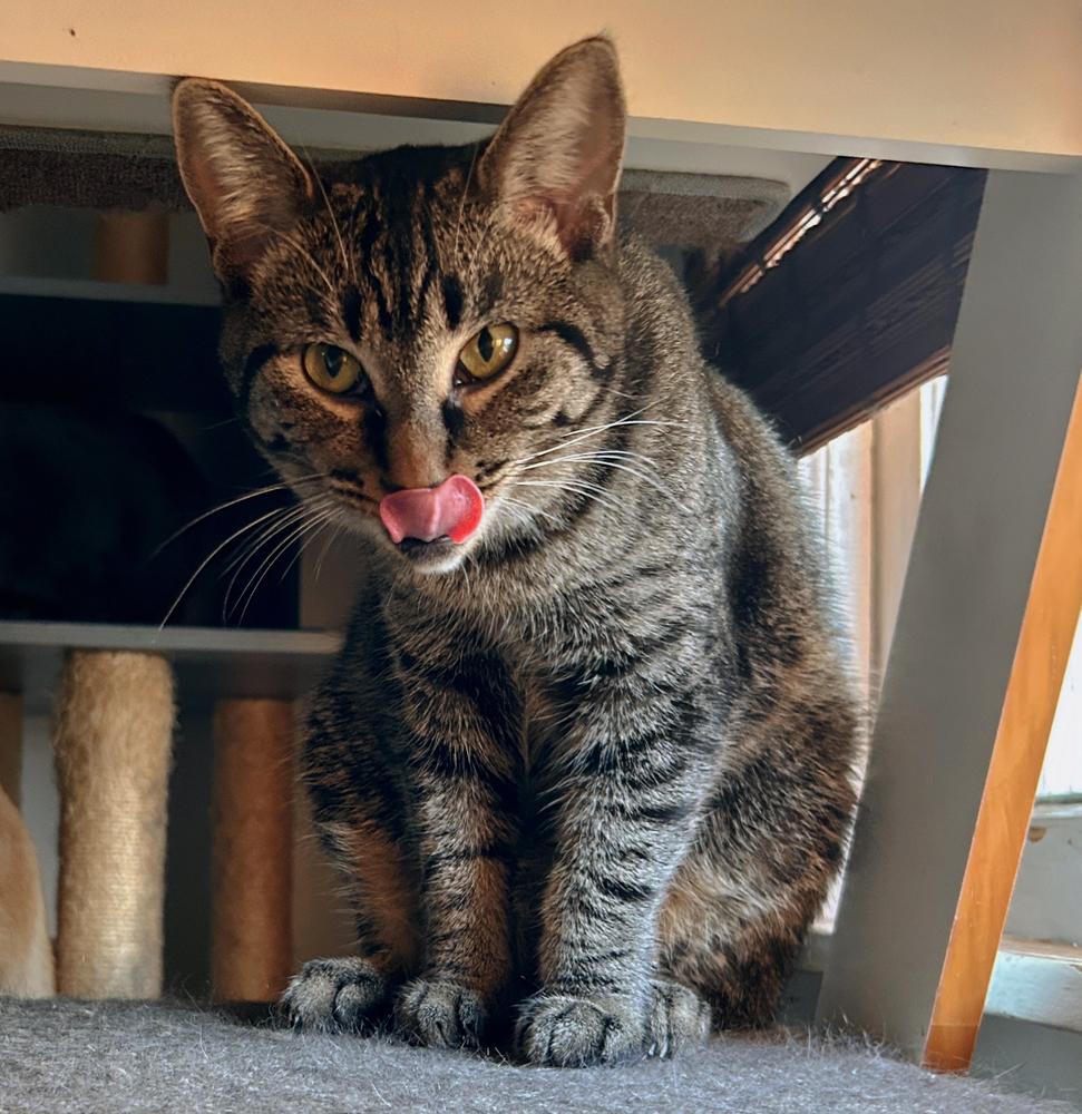 Enlarge Rita, a Adoptable Domestic Short Hair in Ferndale, MI image 6/6