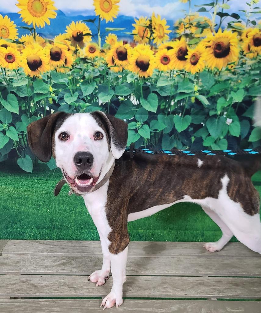 Clara, Adoptable, Adult Female Beagle & Hound.