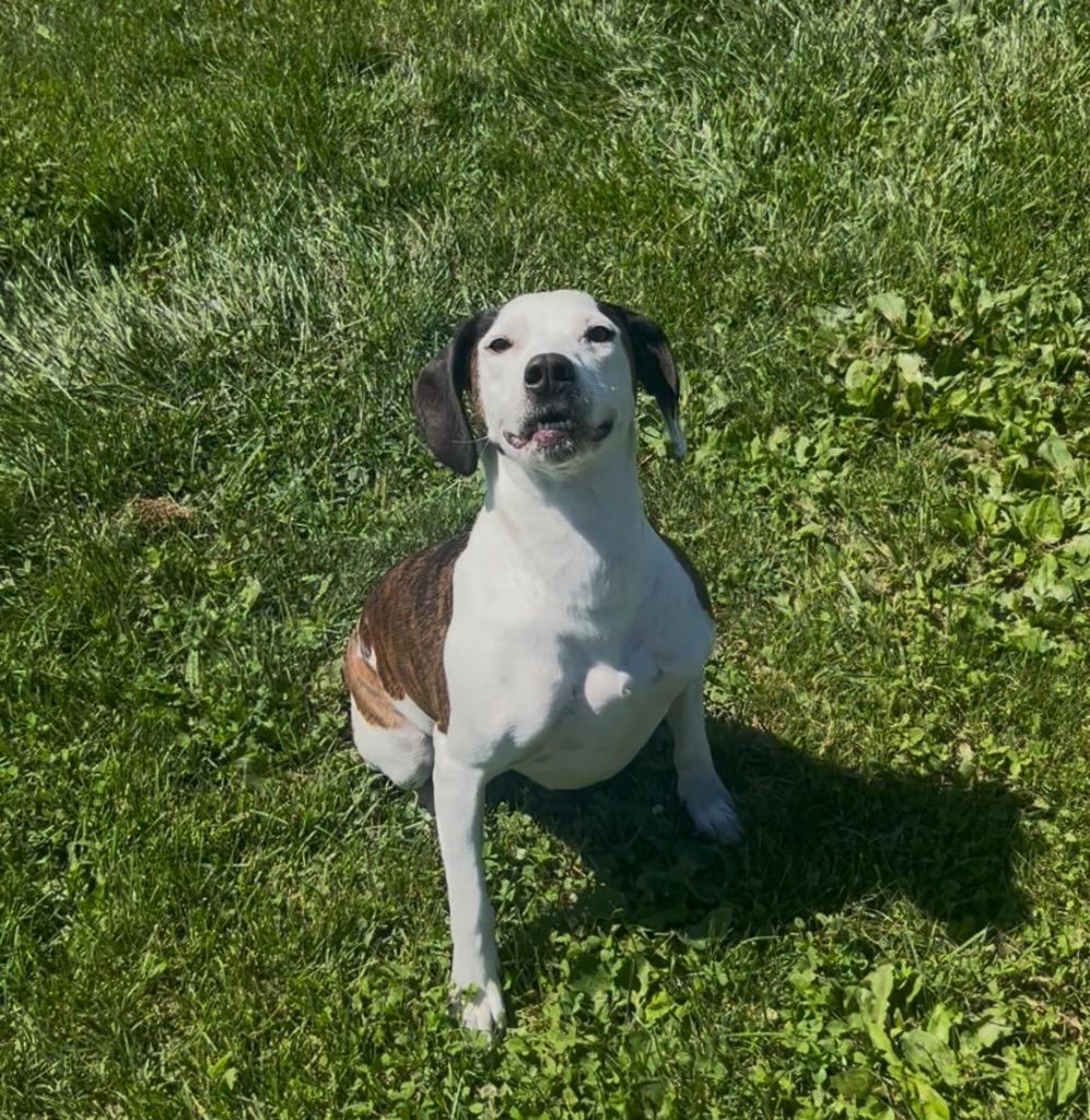 Clara, a Adoptable mixed breed in New Manchester, WV image 2/6