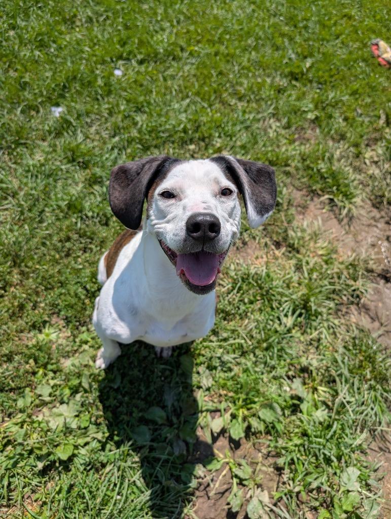 Clara, a Adoptable mixed breed in New Manchester, WV image 3/6