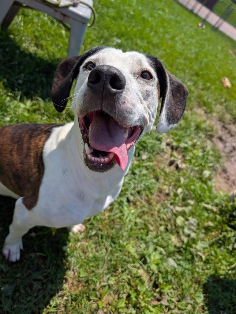Clara, a Adoptable mixed breed in New Manchester, WV image 4/6