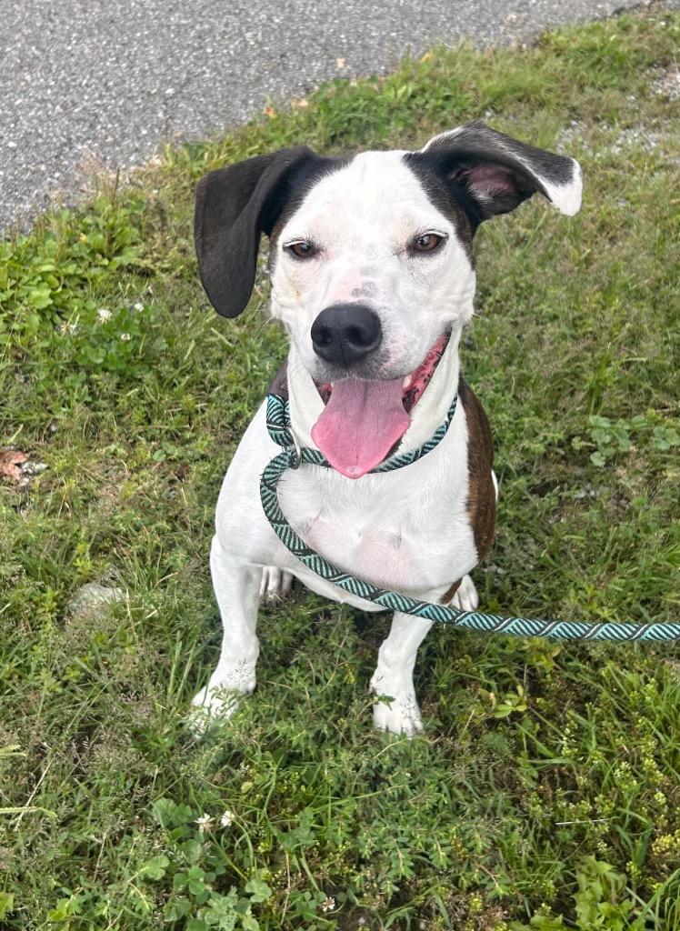 Clara, a Adoptable mixed breed in New Manchester, WV image 5/6