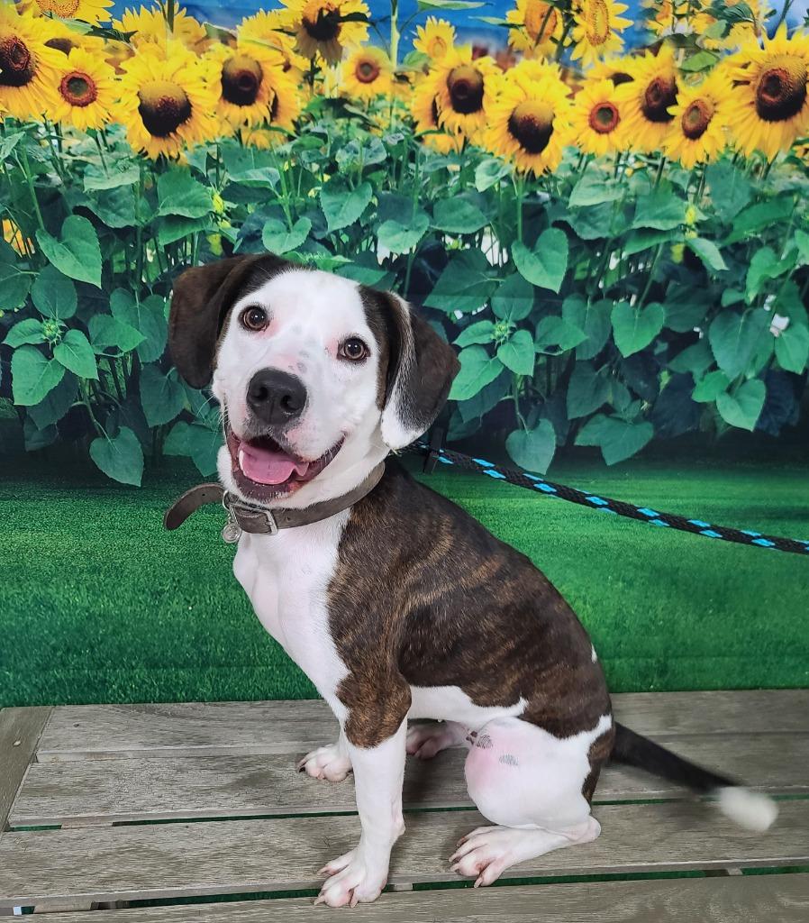 Clara, a Adoptable mixed breed in New Manchester, WV image 6/6