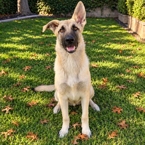 Dune, Adoptable, Puppy Male German Shepherd Dog.