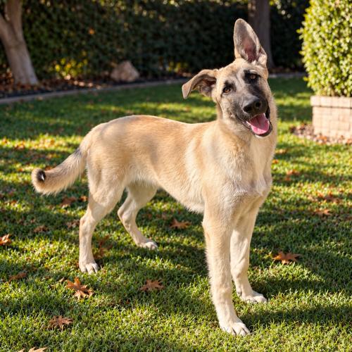 Enlarge Dune, a Adoptable German Shepherd Dog in Lathrop, CA image 2/4