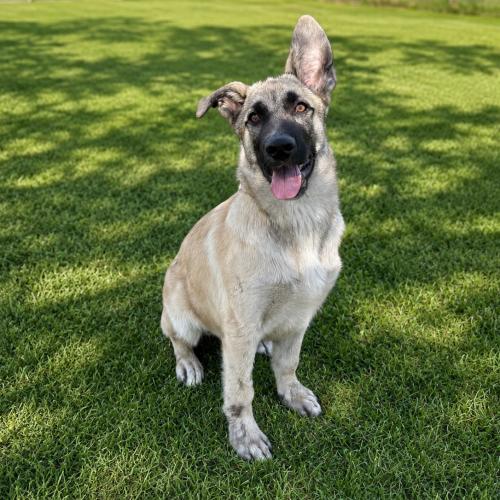 Enlarge Dune, a Adoptable German Shepherd Dog in Lathrop, CA image 1/2