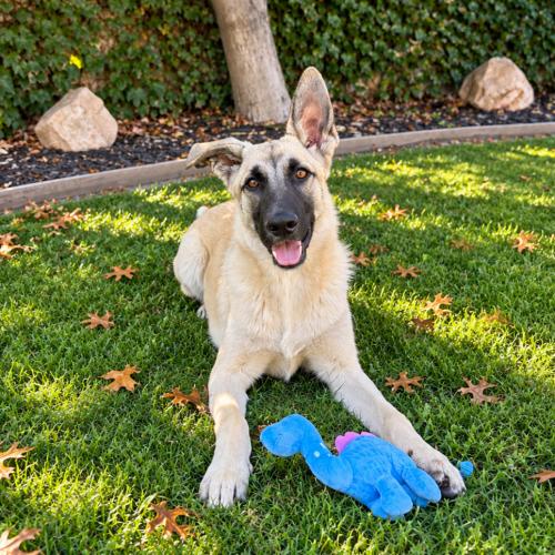 Enlarge Dune, a Adoptable German Shepherd Dog in Lathrop, CA image 3/4