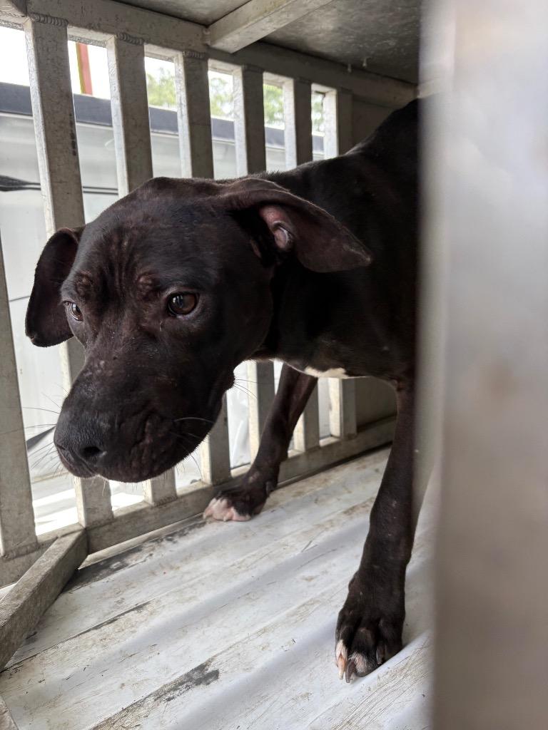 Rainbow, Adoptable, Young Male Mixed Breed.