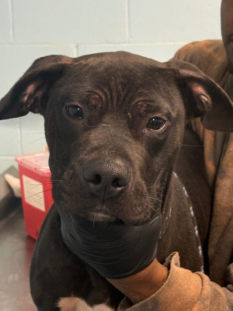 Rainbow, a Adoptable mixed breed in Effingham, SC image 2/2