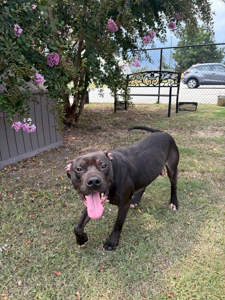 Enlarge Rainbow, a Adoptable mixed breed in Effingham, SC image 1/6