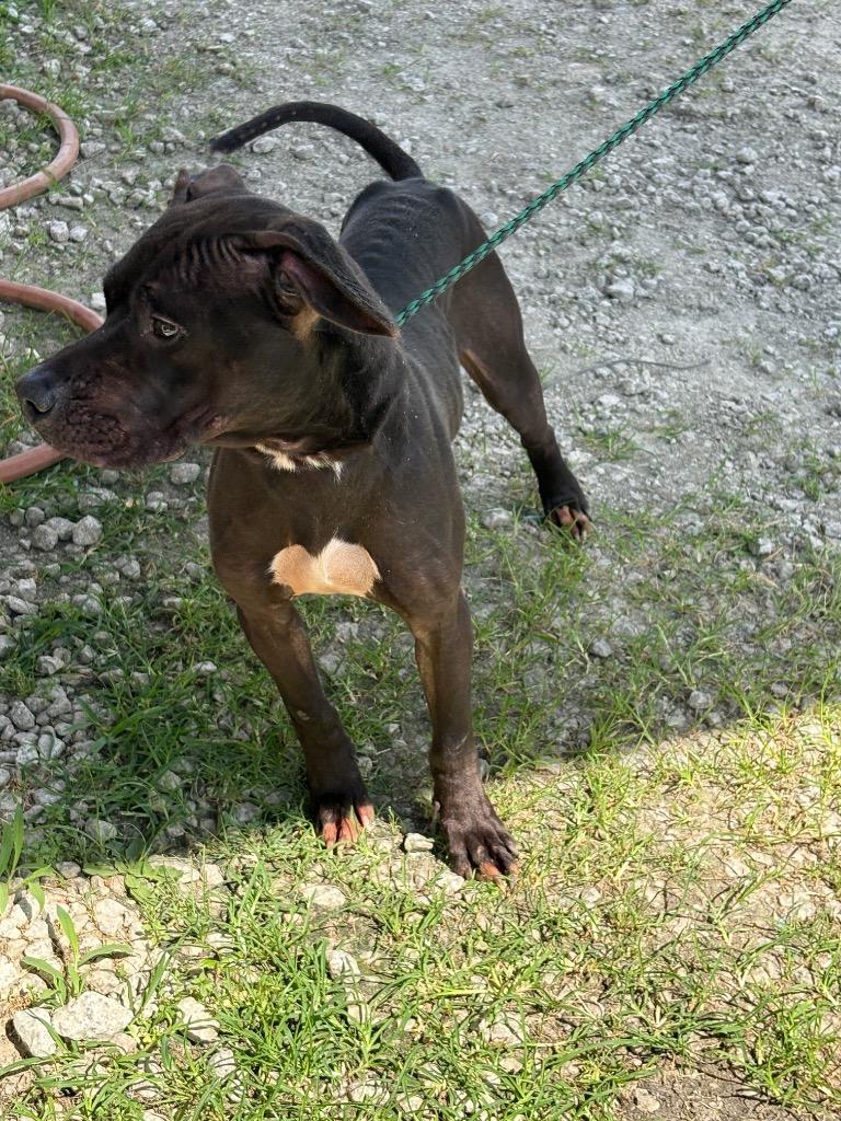 Enlarge Rainbow, a Adoptable mixed breed in Effingham, SC image 3/6