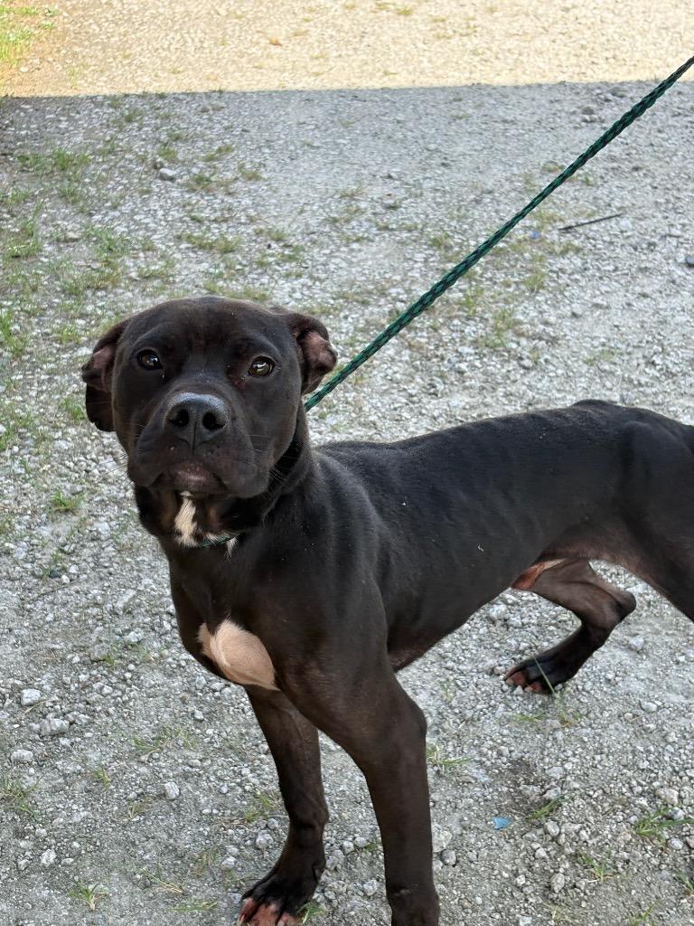 Enlarge Rainbow, a Adoptable mixed breed in Effingham, SC image 4/6