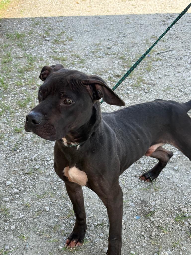 Enlarge Rainbow, a Adoptable mixed breed in Effingham, SC image 6/6