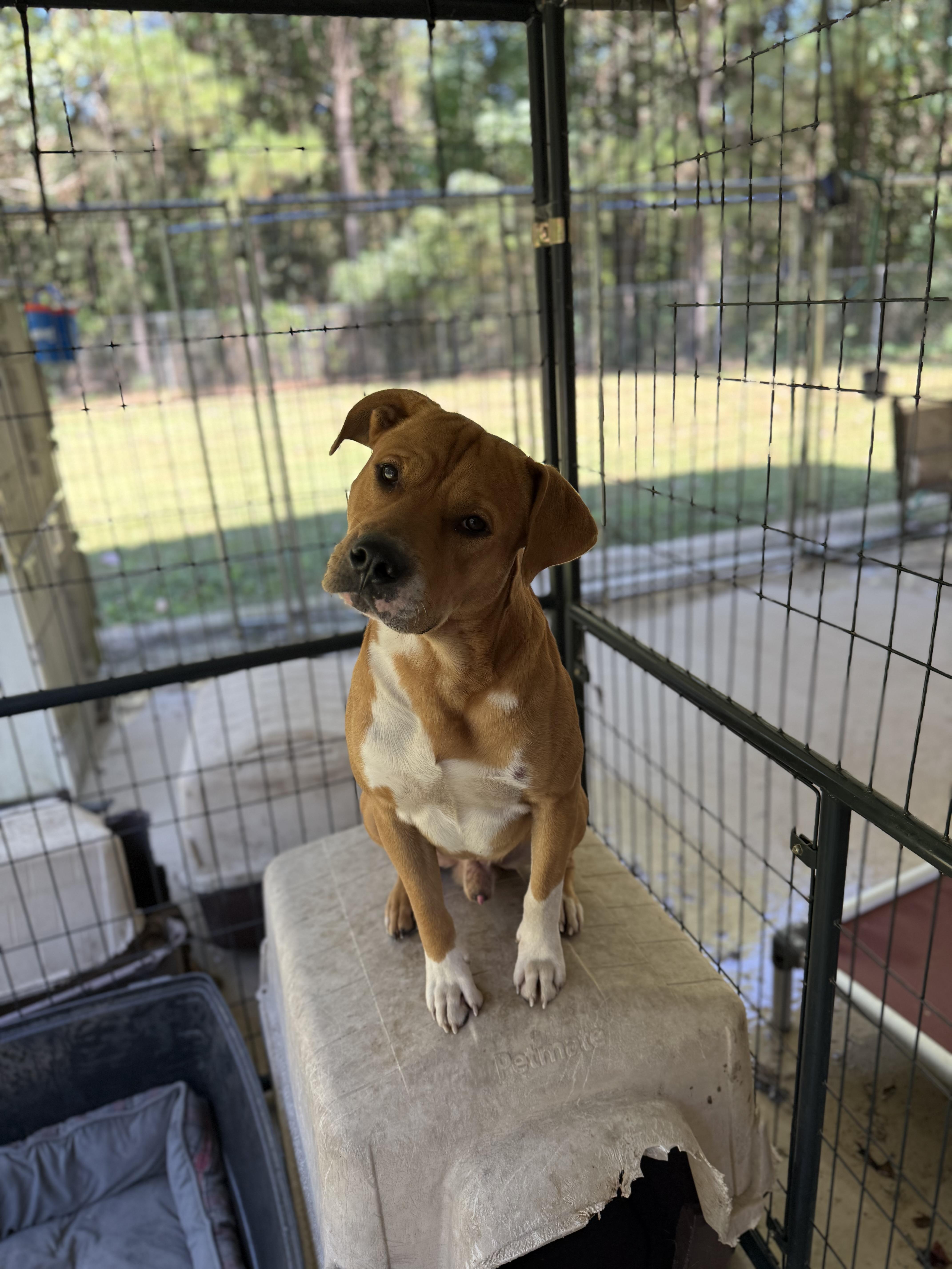 Peanut 11898, a Adoptable mixed breed in Elberton, GA image 2/3