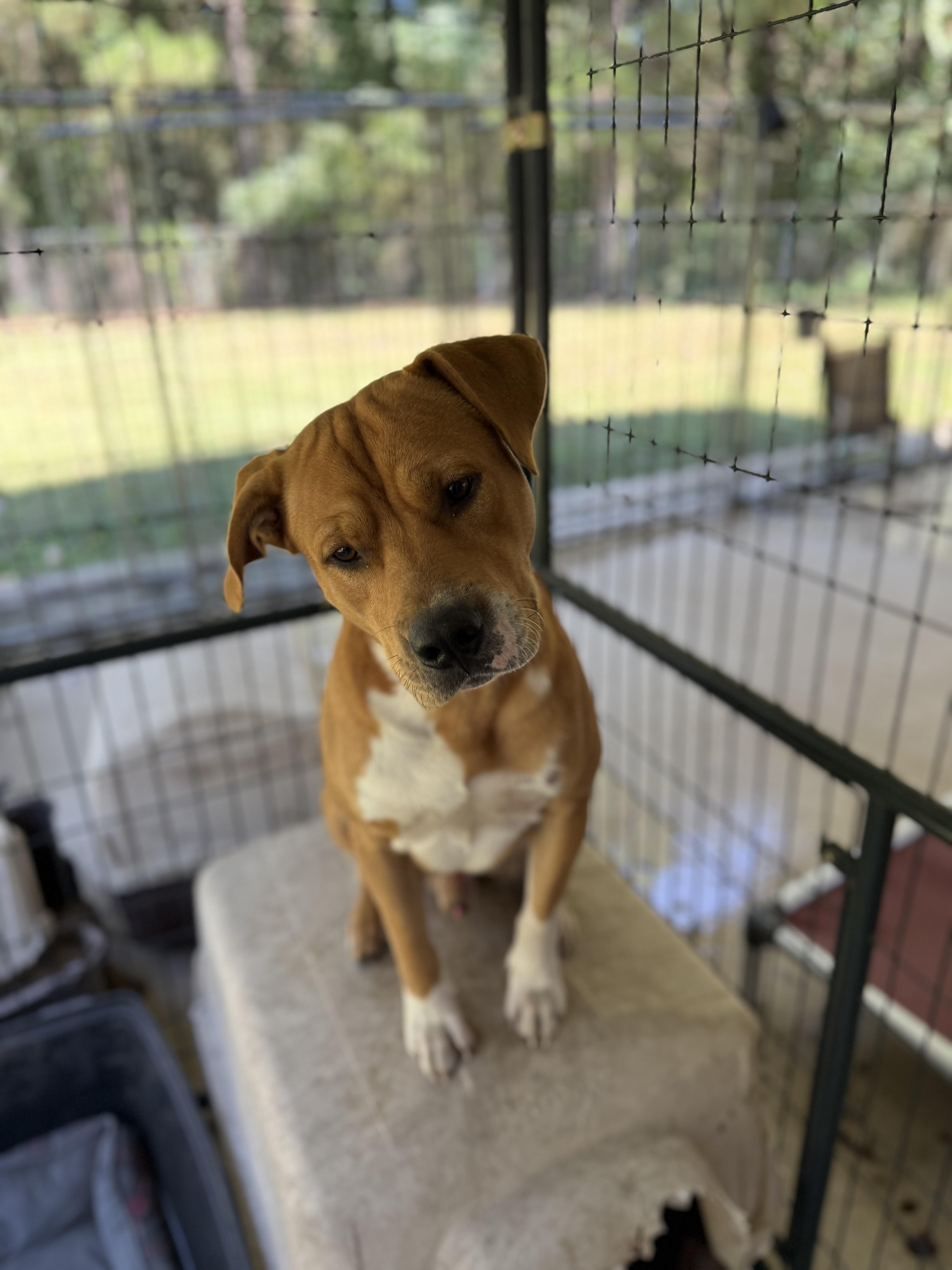 Peanut 11898, a Adoptable mixed breed in Elberton, GA image 3/3