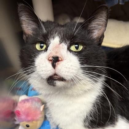 Hayden, a ADOPTABLE Domestic Short Hair in North Myrtle Beach, SC image 5/6